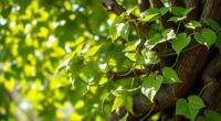 jesus vine branches unity