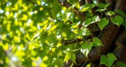 jesus vine branches unity